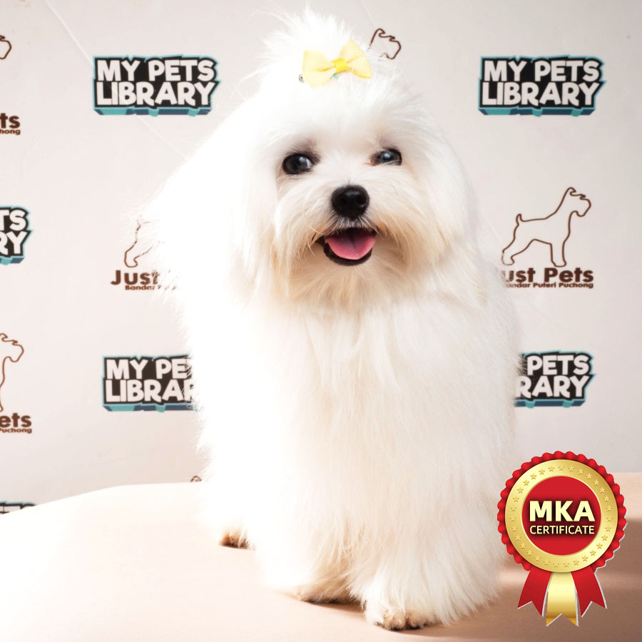 MKA Maltese Puppy (Male) For Sale