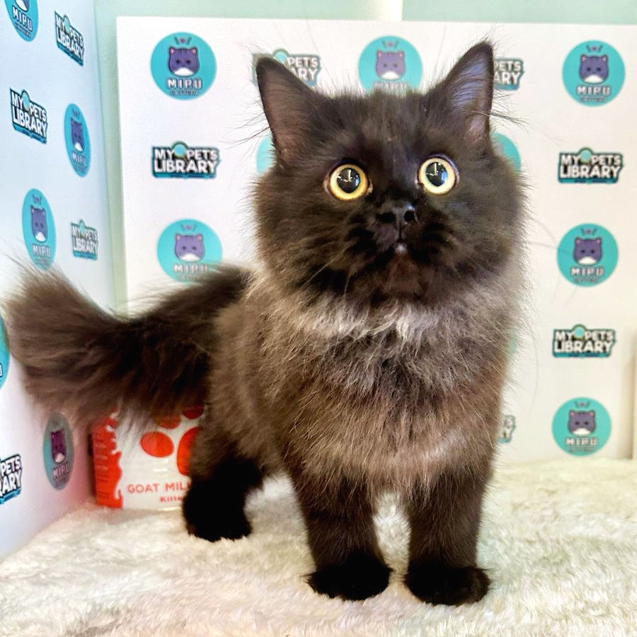 Persian Kitten (Male) For Sale
