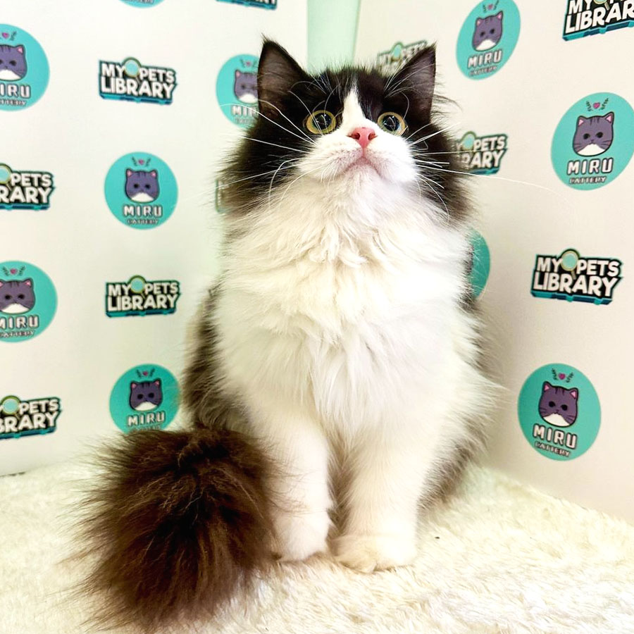 Persian Kitten (Female) For Sale