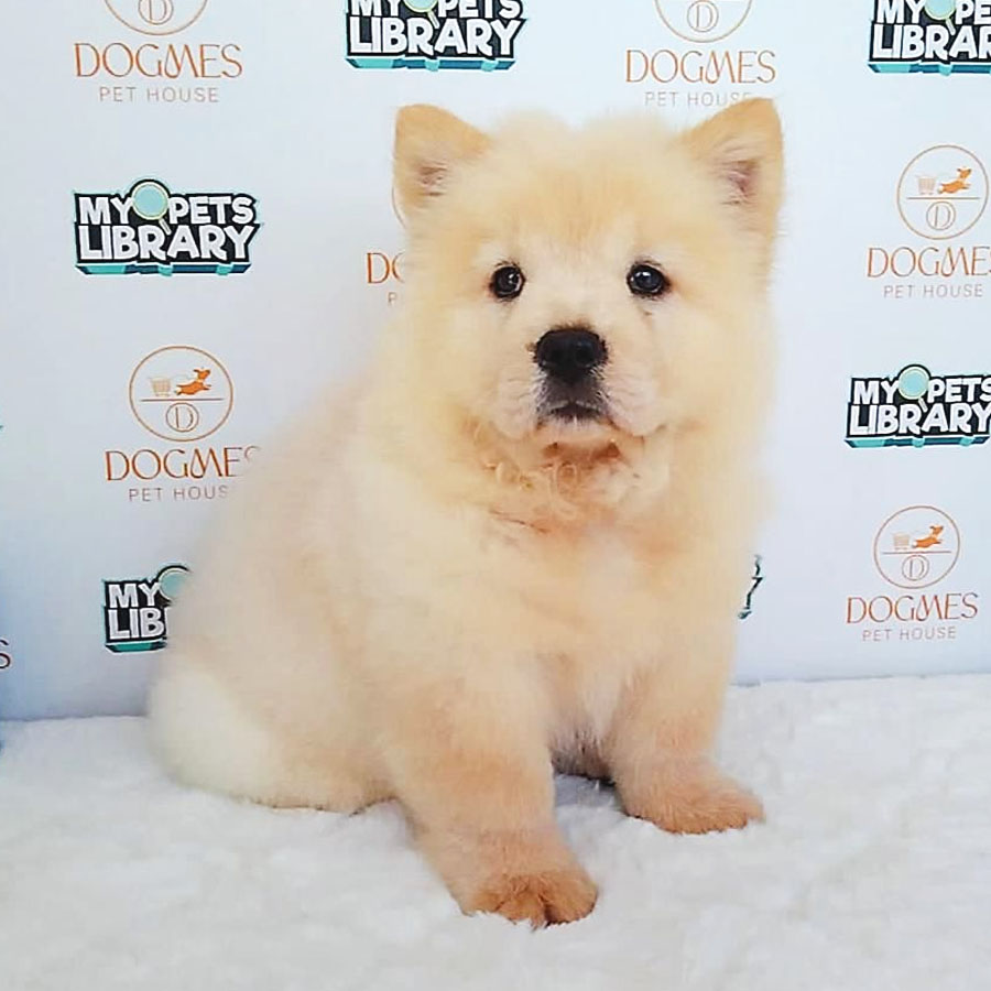 Chow Chow Puppy (Female) For Sale