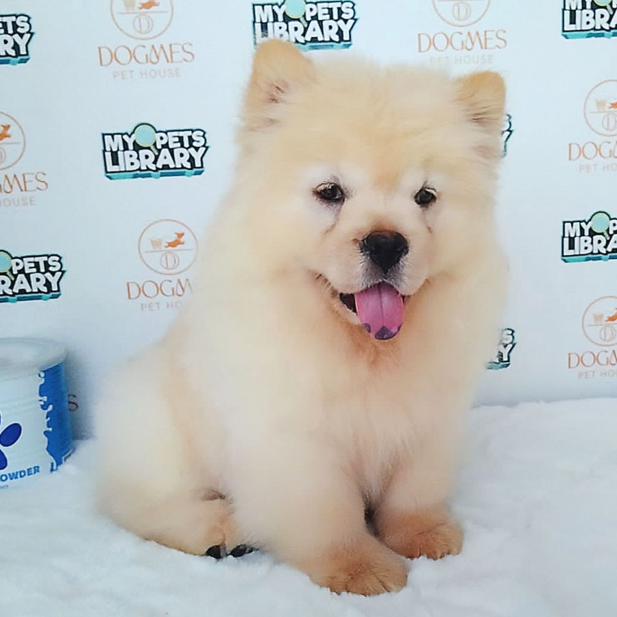 Chow Chow Puppy (Female) For Sale