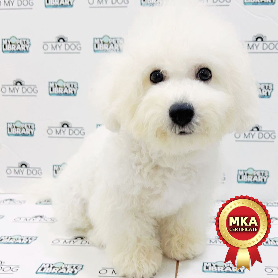 MKA Bichon Frise Puppy (Male) For Sale