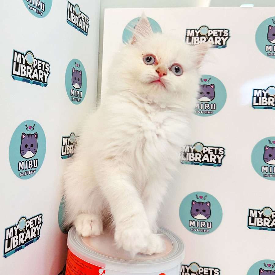 Persian Kitten (Male) For Sale