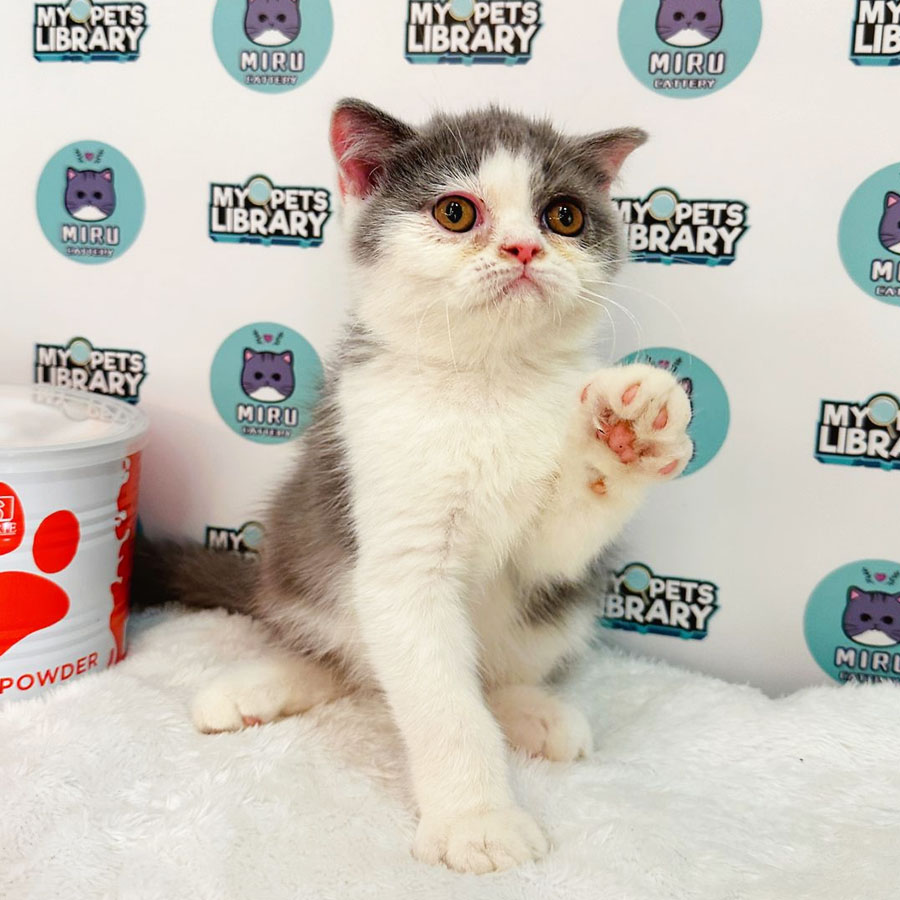 Scottishfold Kitten (Male) For Sale