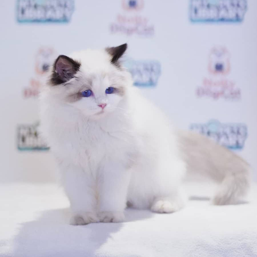 Ragdoll Kitten (Male) For Sale