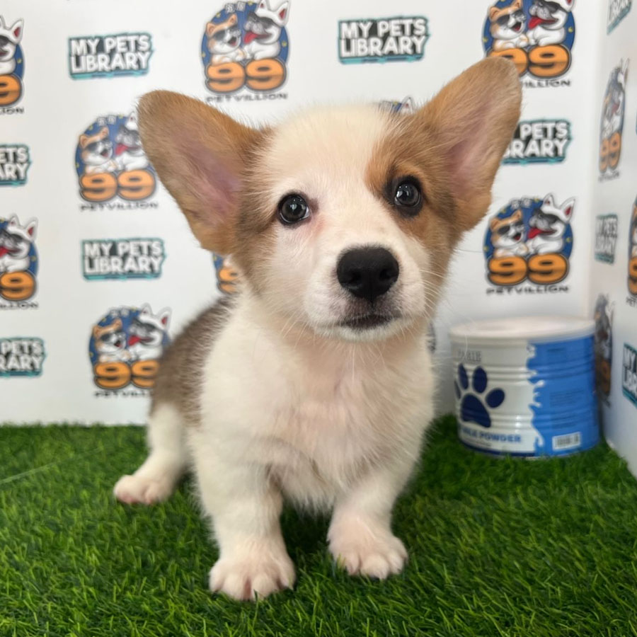 Welsh Corgi Puppy (Male) For Sale