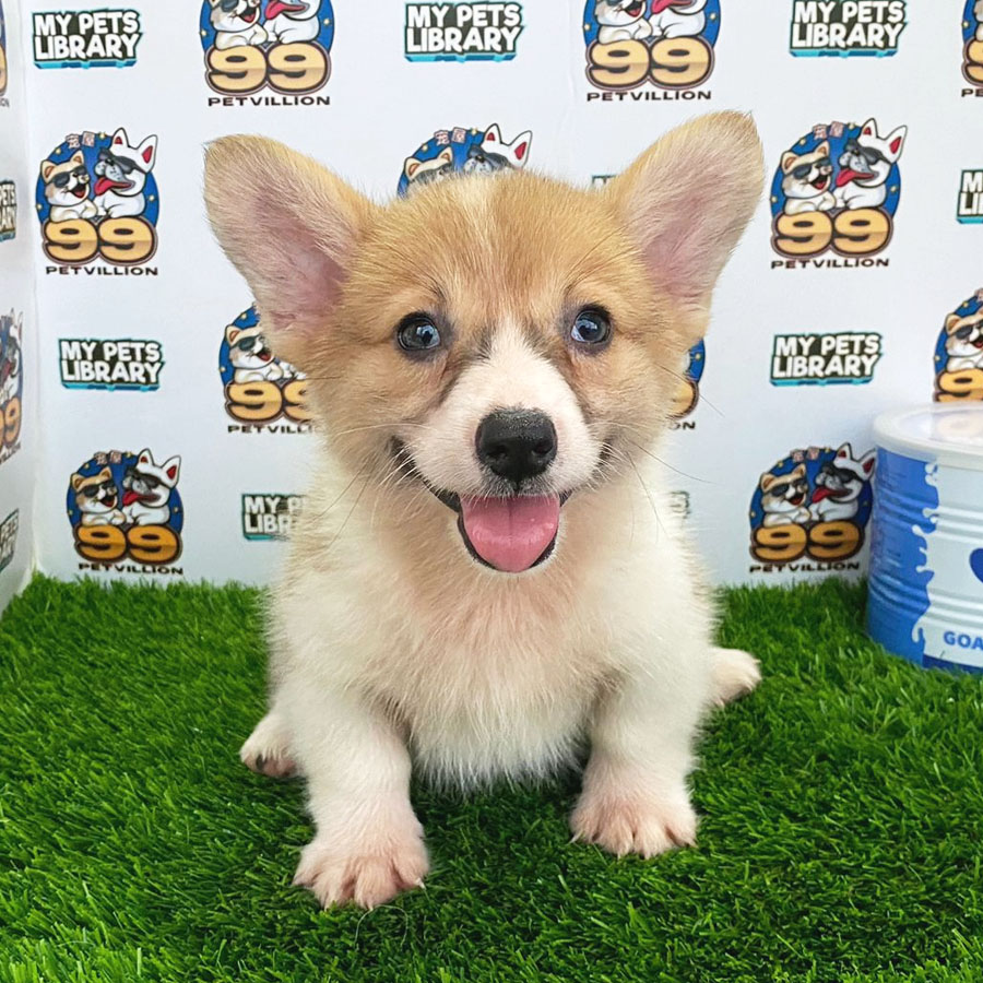 Welsh Corgi Puppy (Female) For Sale