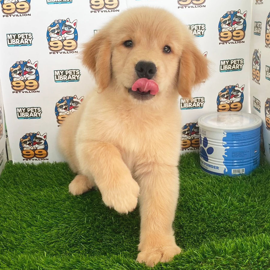 Golden Retriever Puppy (Male) For Sale