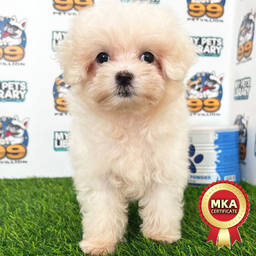 MKA Maltese Puppy (Female) For Sale