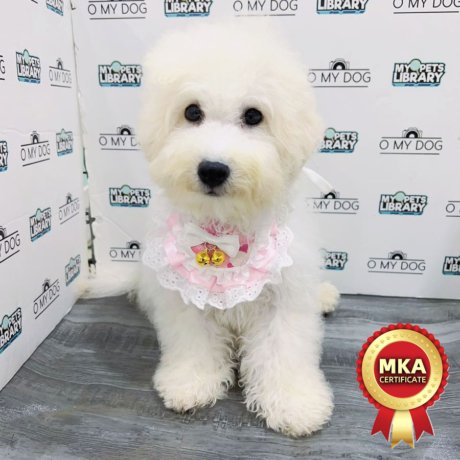 MKA Bichon Frise Puppy (Female) For Sale