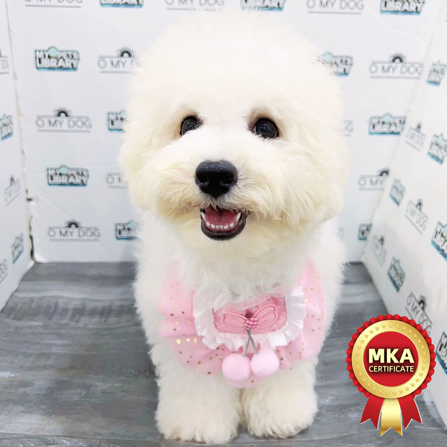 MKA Bichon Frise Puppy (Female) For Sale