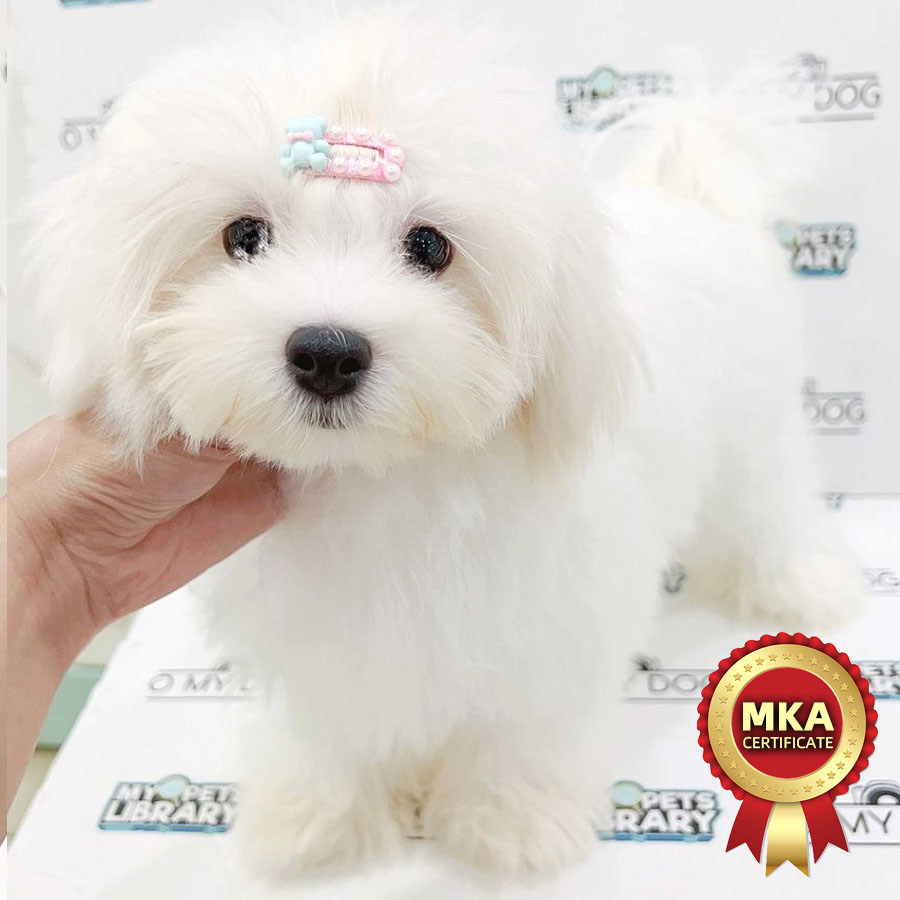 MKA Tiny Maltese Puppy (Male) For Sale