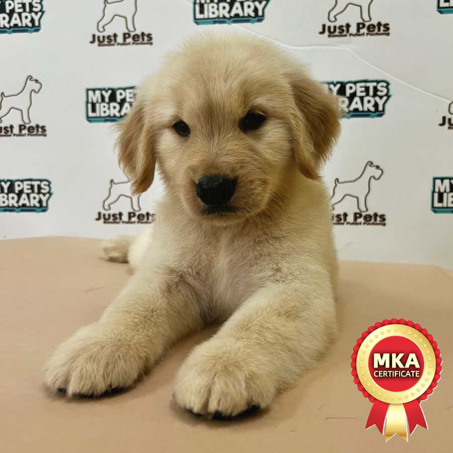 MKA Golden Retriever Puppy (Male) For Sale