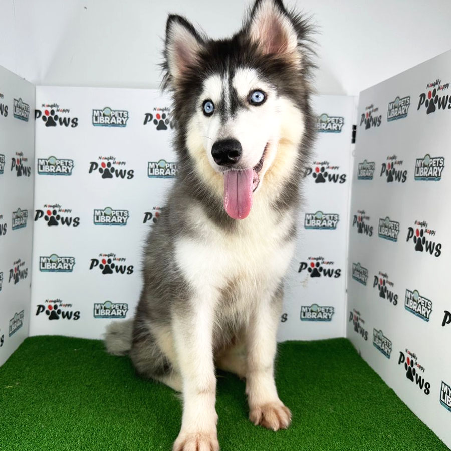 Wooly Husky Puppy (Female) For Sale