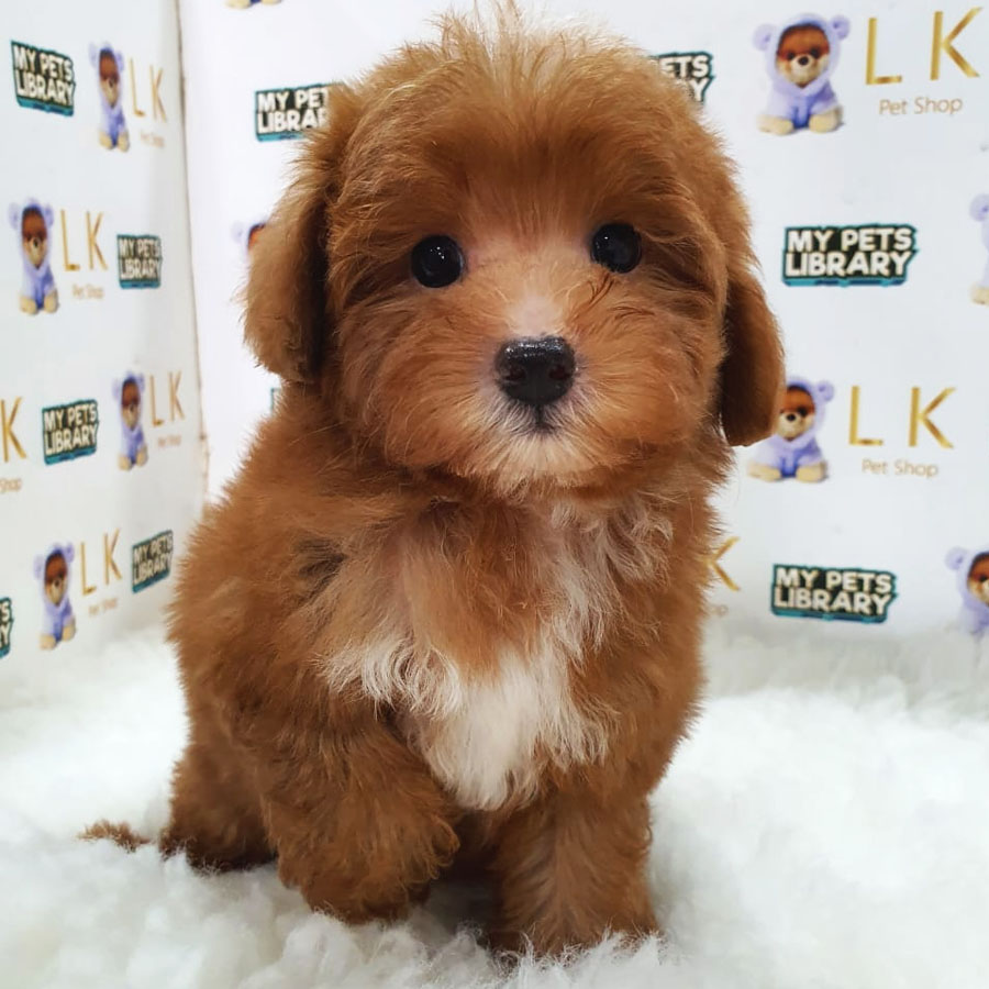 Maltipoo Puppy (Male) For Sale