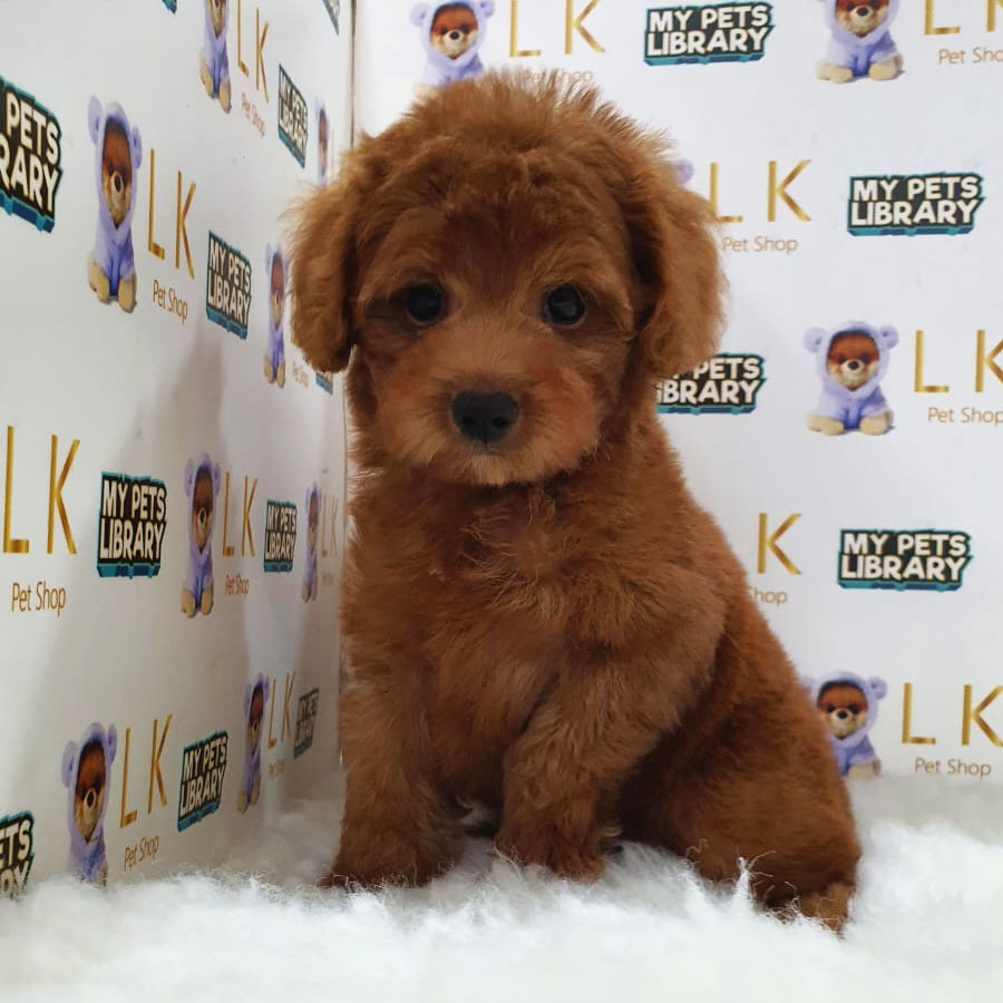 Maltipoo Puppy (Male) For Sale