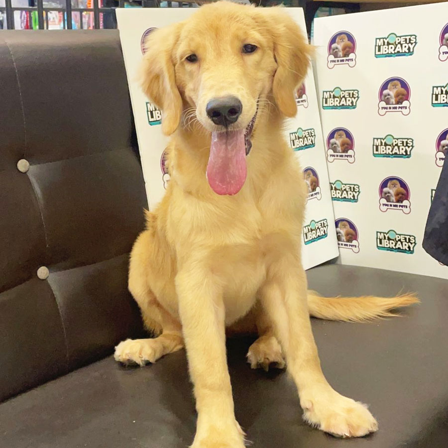 Golden Retriever Puppy (Female) For Sale