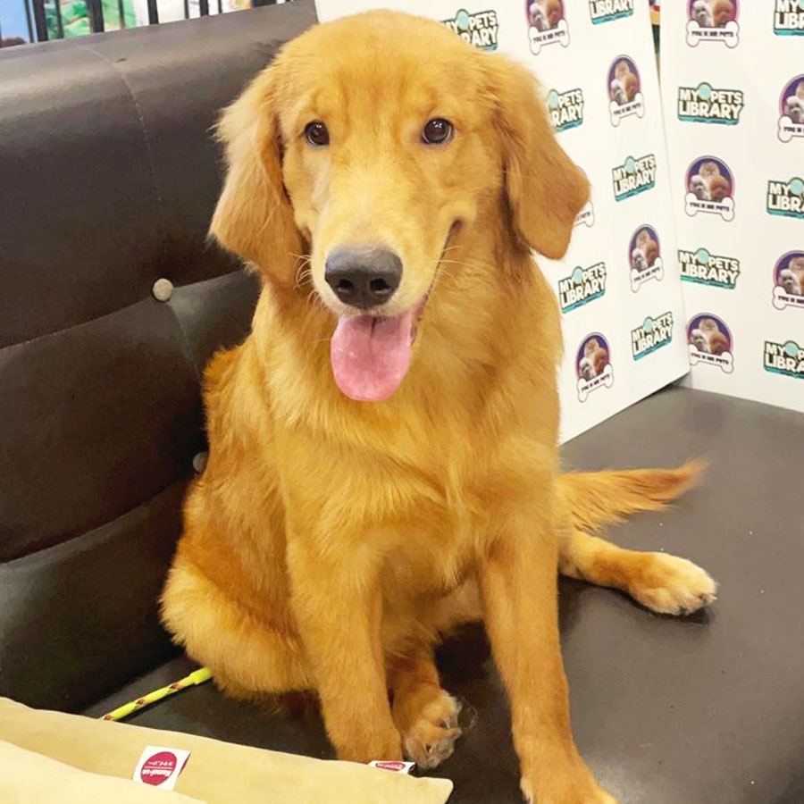 Golden Retriever Puppy (Female) For Sale