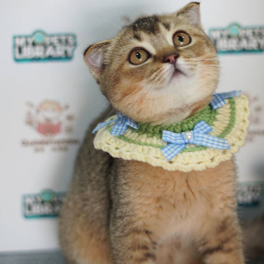 Scottish Fold Kitten (Female) For Sale