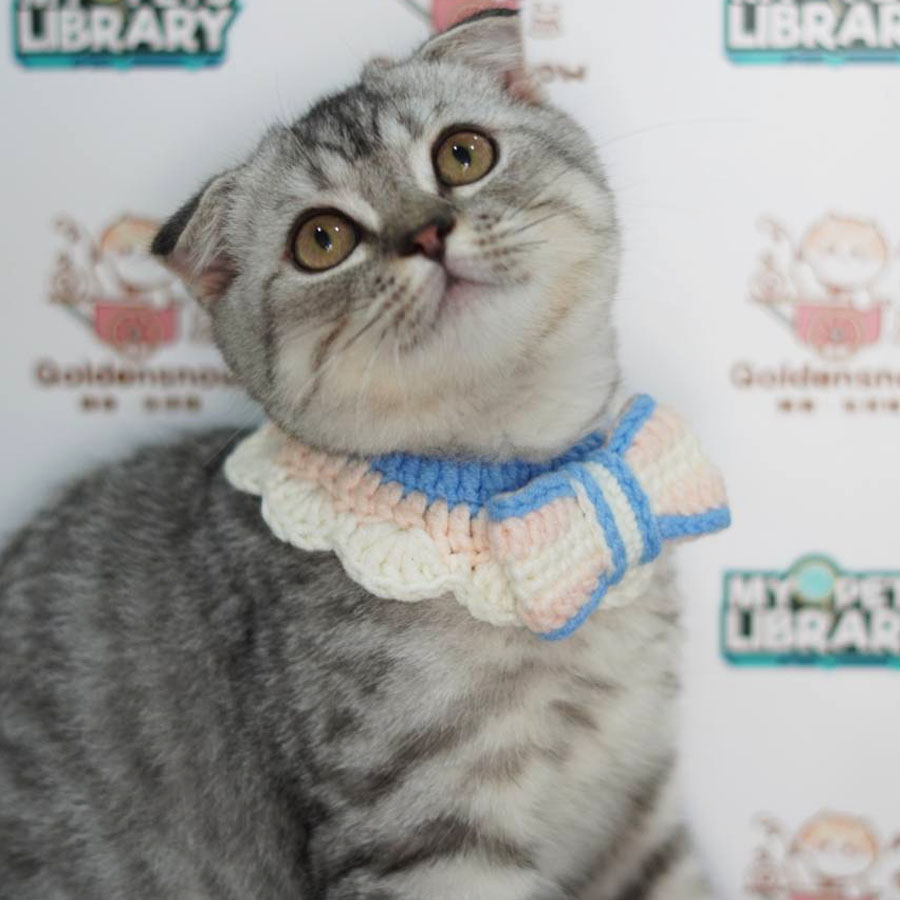 Scottish Fold Kitten (Male) For Sale
