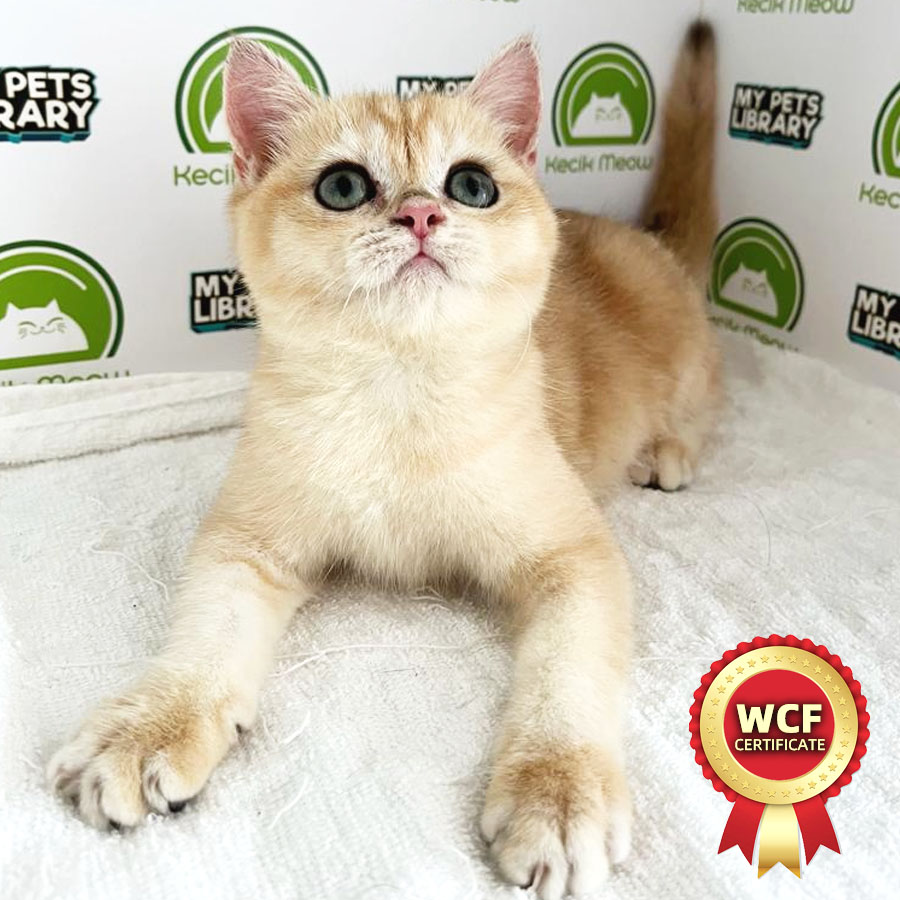 WCF British Shorthair Kitten (Female) For Sale