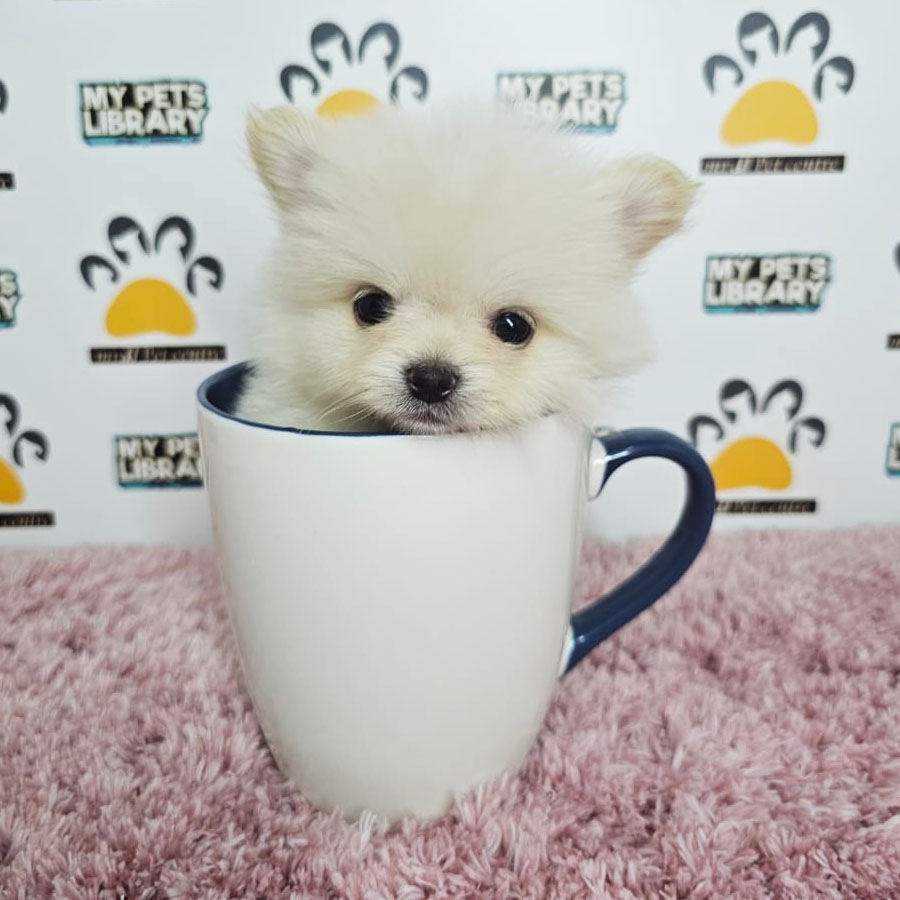 Teacup Pomeranian Puppy (Female) For Sale