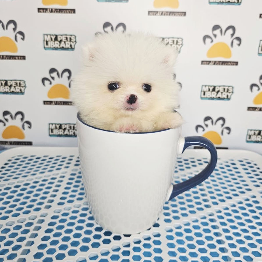 Teacup Pomeranian Puppy (Male) For Sale