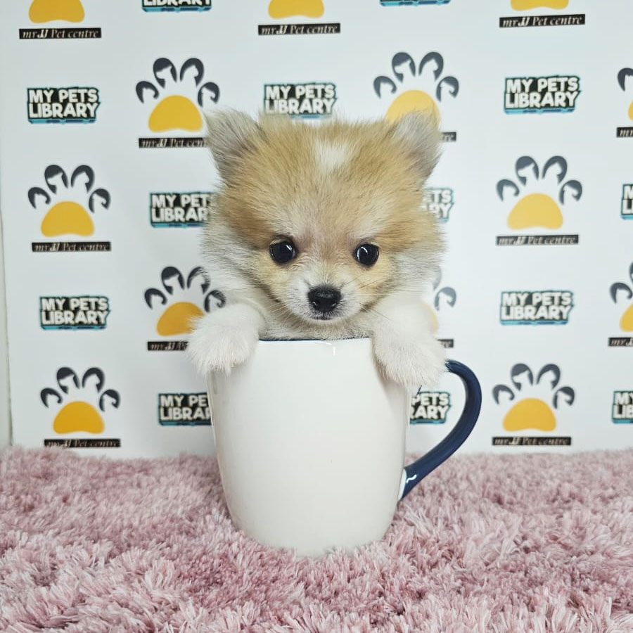 Teacup Pomeranian Puppy (Female) For Sale