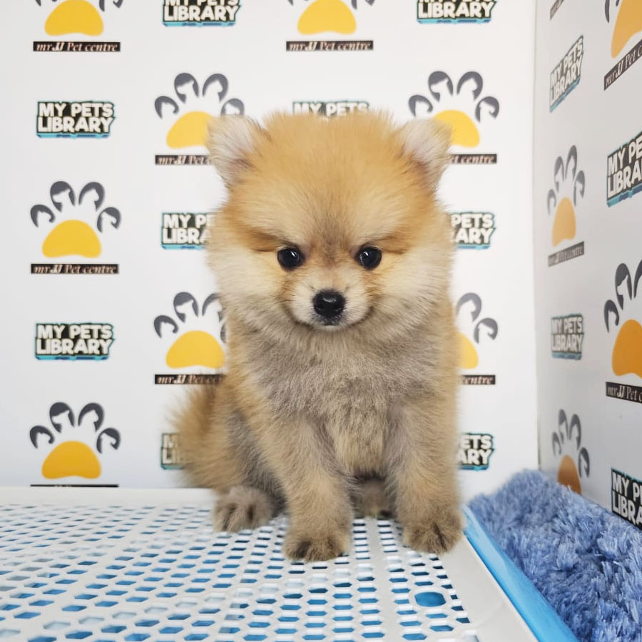Pomeranian Puppy (Male) For Sale