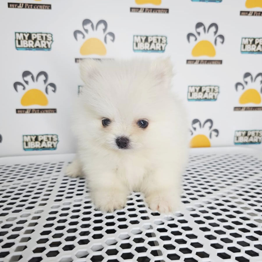 Tiny Pomeranian Puppy (Male) For Sale