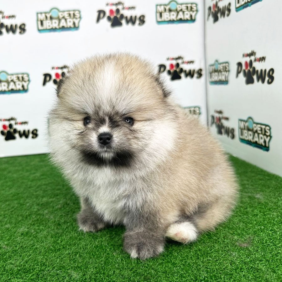 Pomeranian Puppy (Female) For Sale