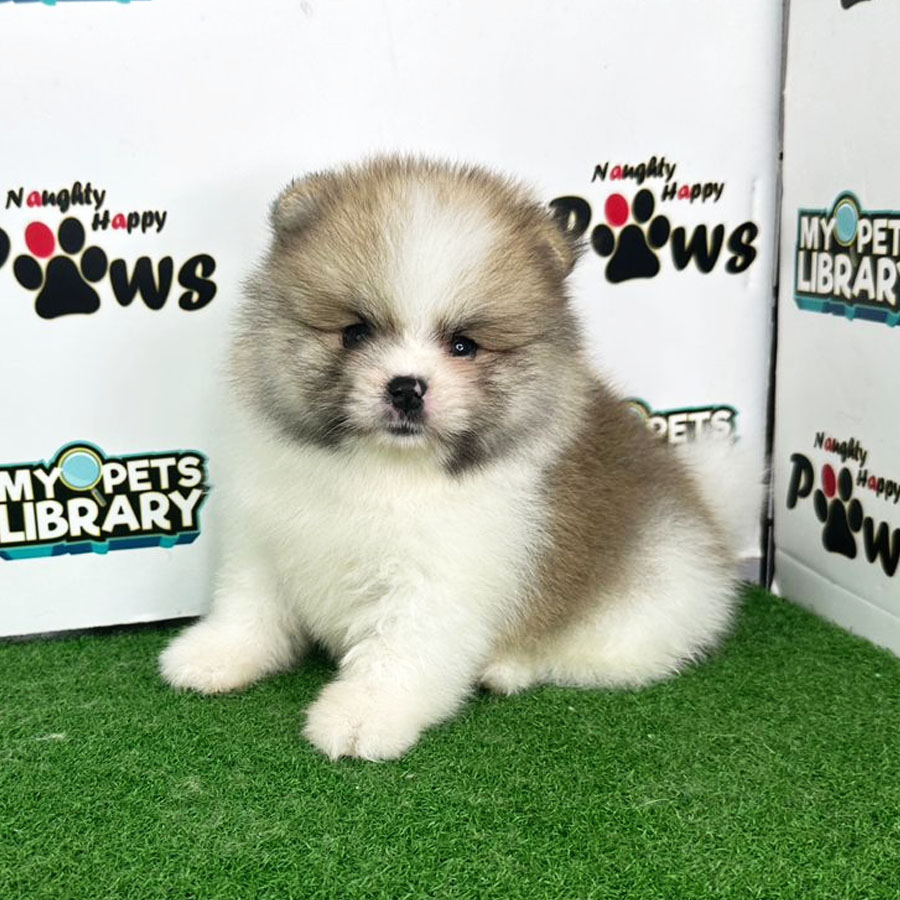 Pomeranian Puppy (Male) For Sale