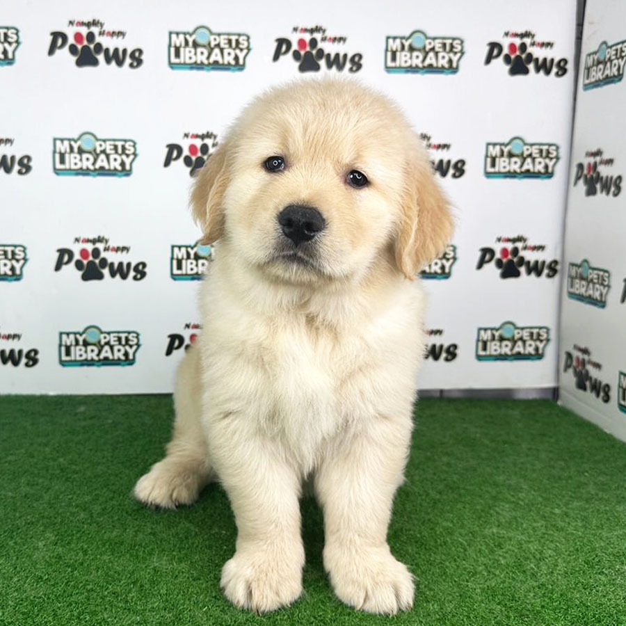 Golden Retriever Puppy (Male) For Sale