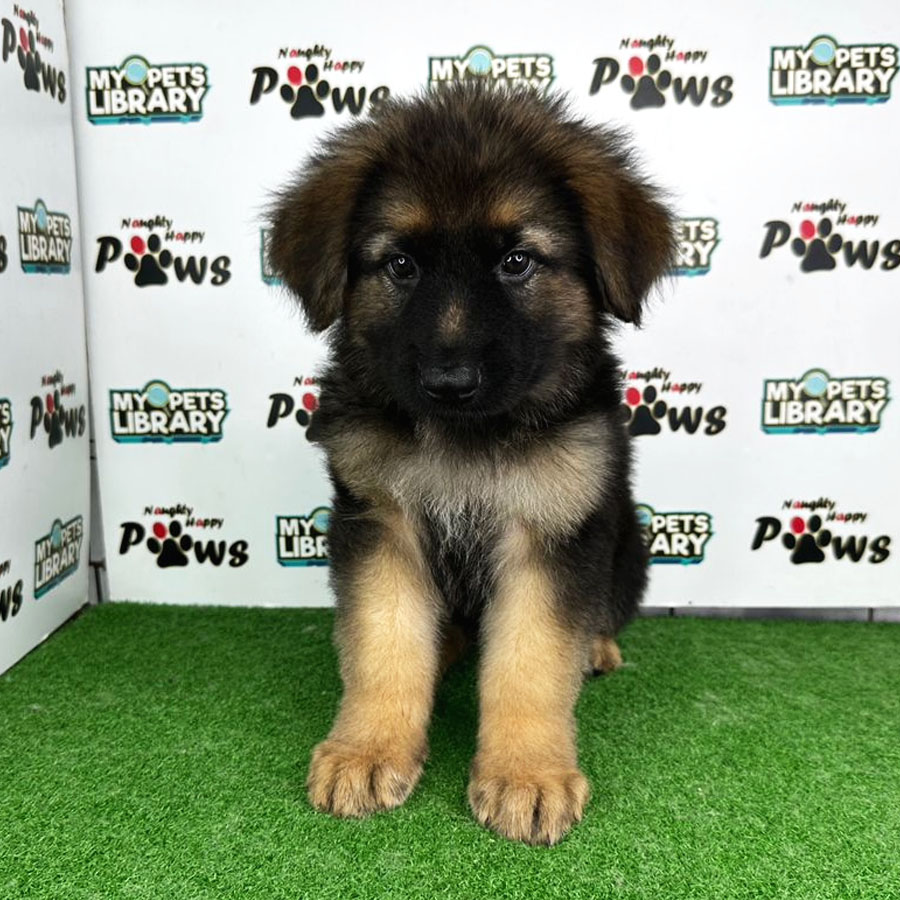 German Shepherd Puppy (Female) For Sale