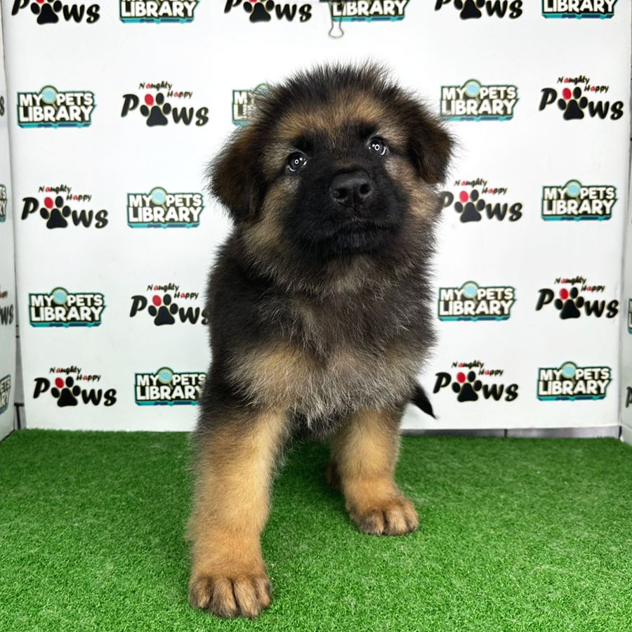 German Shepherd Puppy (Male) For Sale