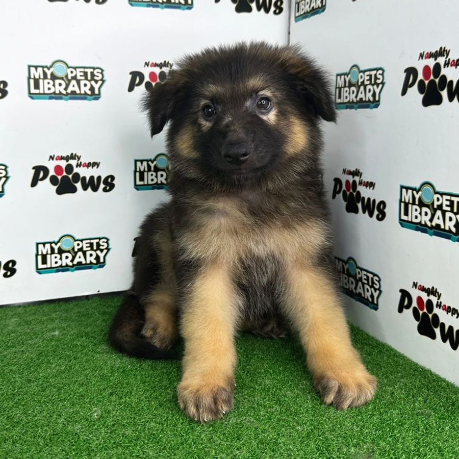 German Shepherd Puppy (Male) For Sale