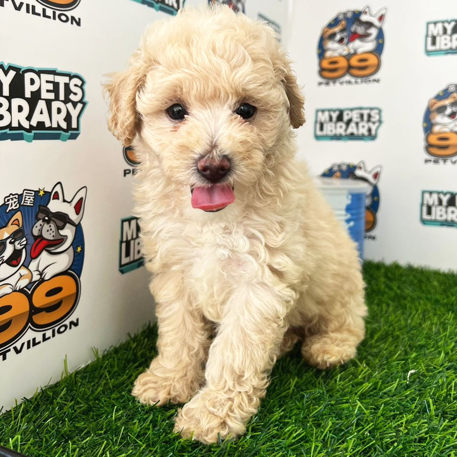 Toy Poodle Puppy (Male) For Sale