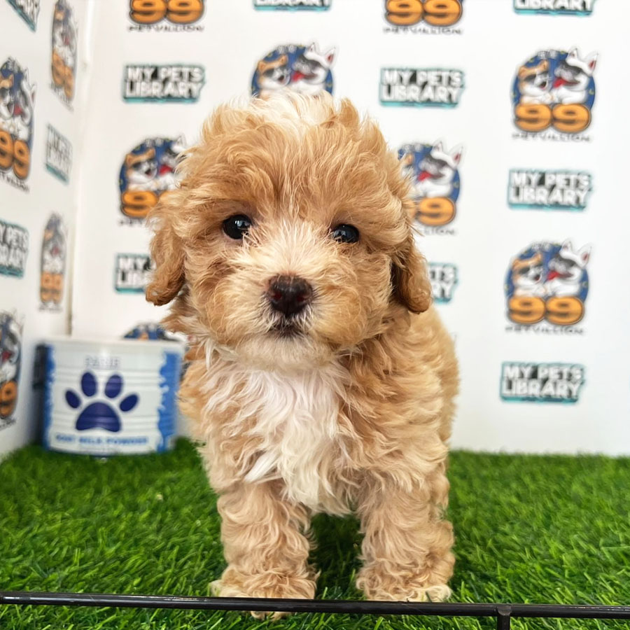 Toy Poodle Puppy (Male) For Sale
