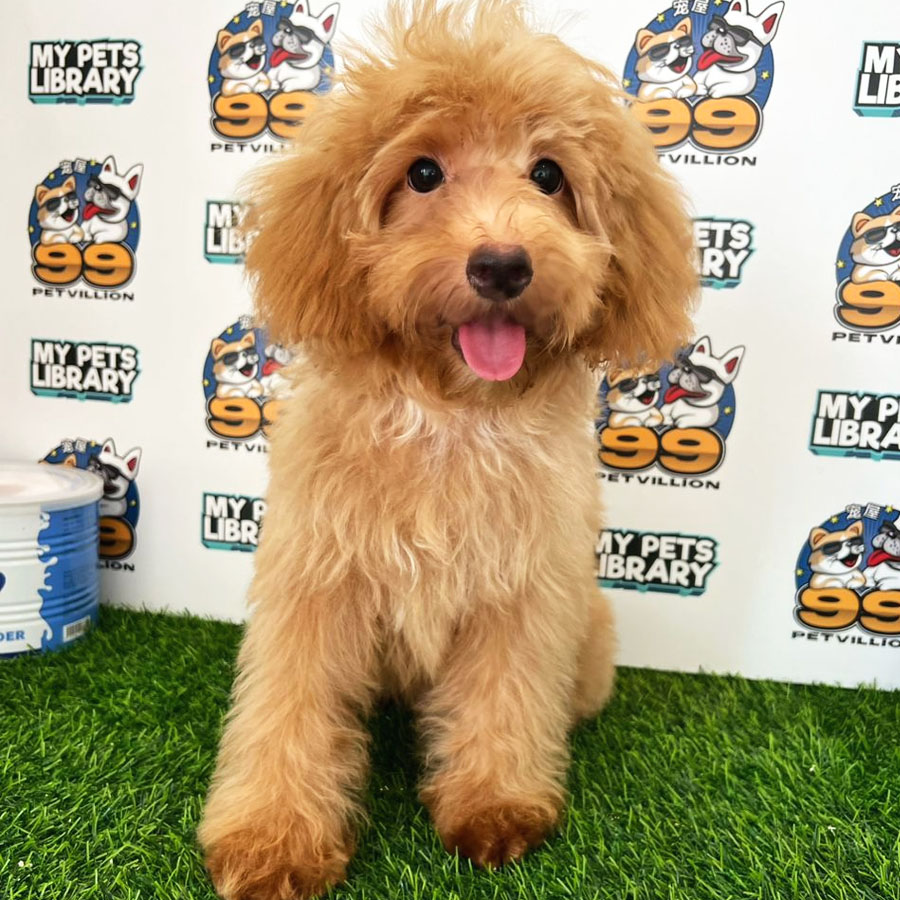 Miniature Poodle Puppy (Male) For Sale