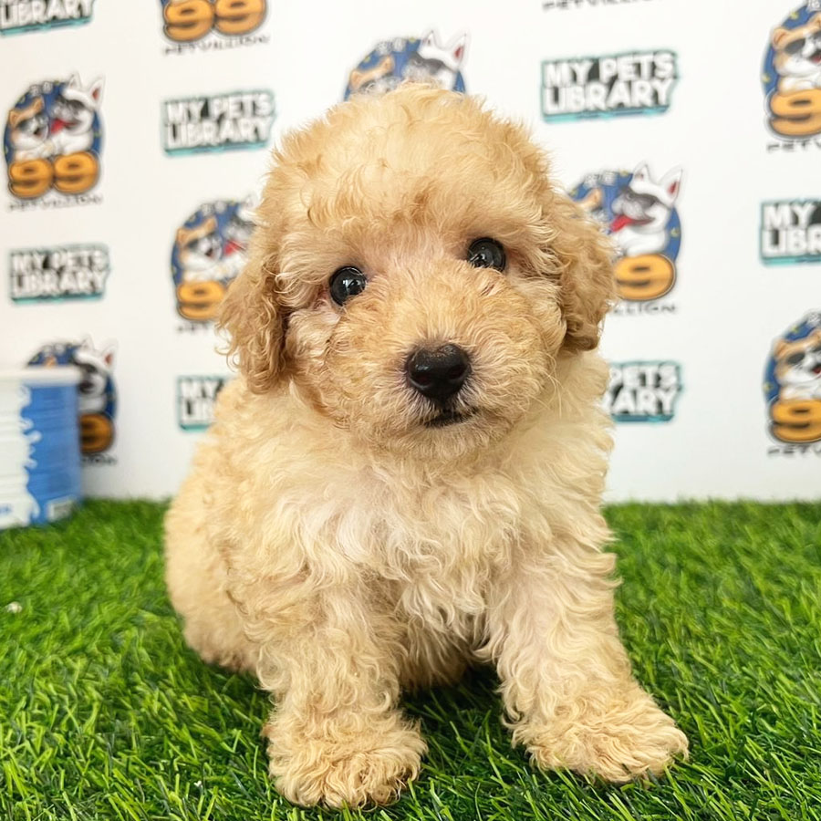 Toy Poodle Puppy (Male) For Sale