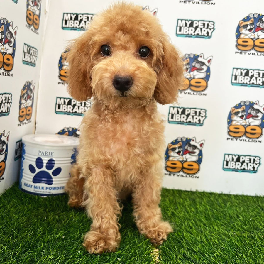 Toy Poodle Puppy (Male) For Sale