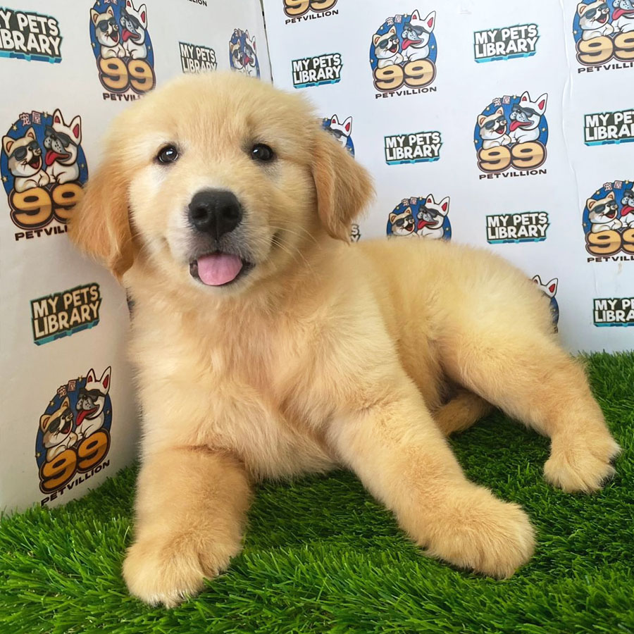 Golden Retriever Puppy (Male) For Sale