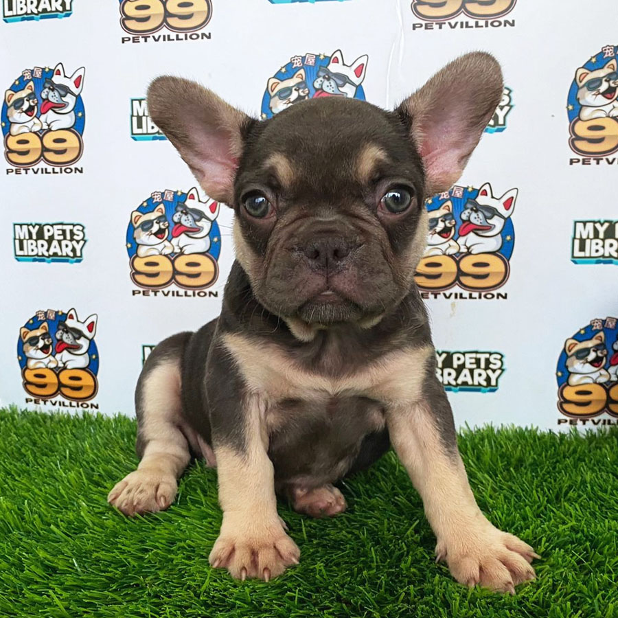 French Bulldog Puppy (Female) For Sale