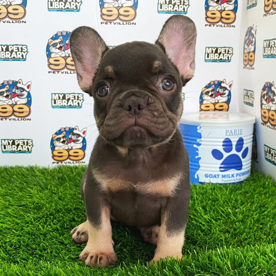 French Bulldog Puppy (Female) For Sale