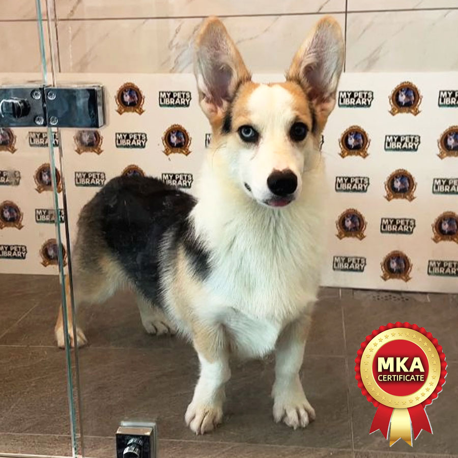 MKA Welsh Corgi Puppy (Male) For Sale