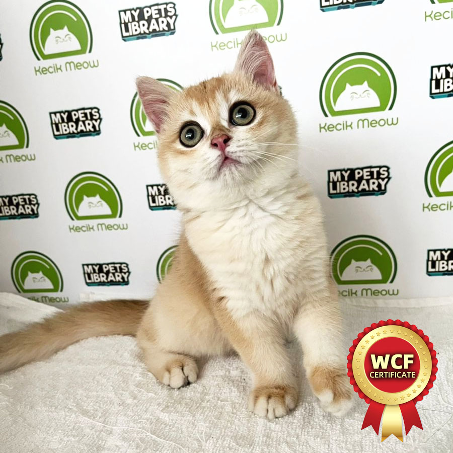 WCF British Shorthair Kitten (Female) For Sale