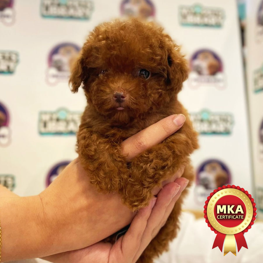 MKA Tiny Poodle Puppy (Female) For Sale