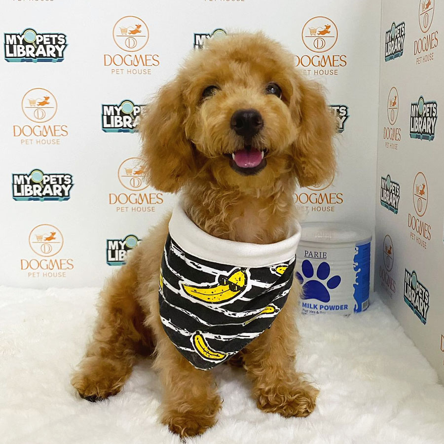 Toy Poodle Puppy (Male) For Sale
