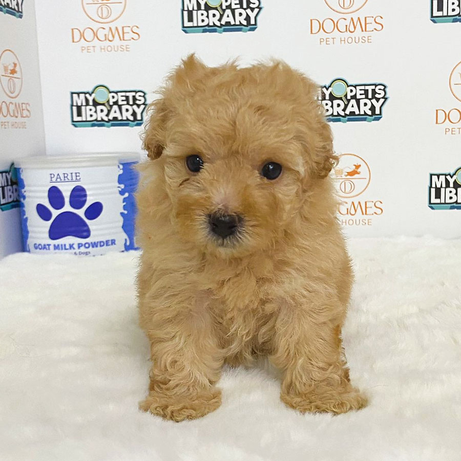 Toy Poodle Puppy (Female) For Sale
