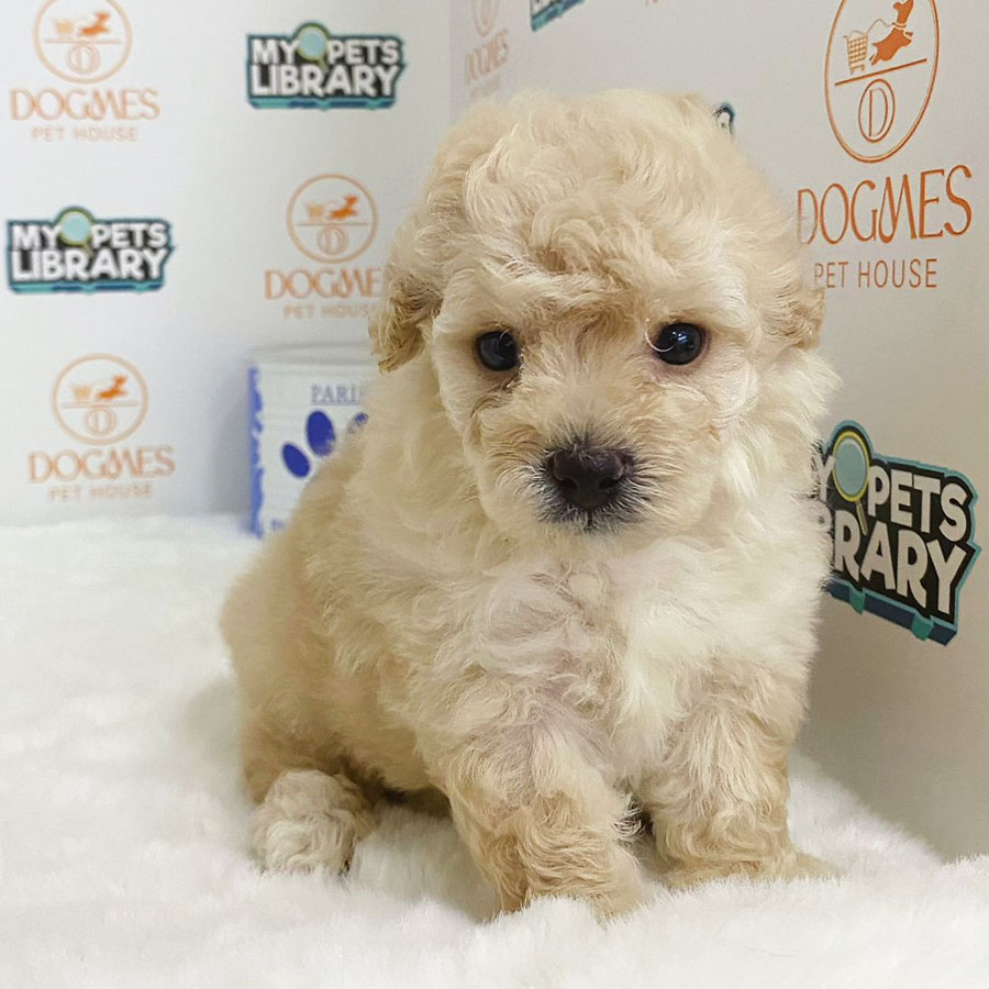 Toy Poodle Puppy (Female) For Sale